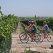 Enoturismo en Bicicleta por la Ribera del Duero